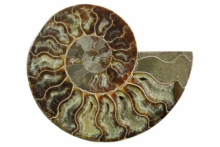 Cut & Polished Ammonite Fossil (Half) - Madagascar #347558